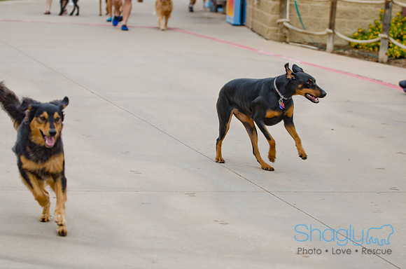 Wags and Waves 2011-35