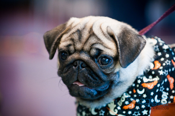 PugOWeen-3611