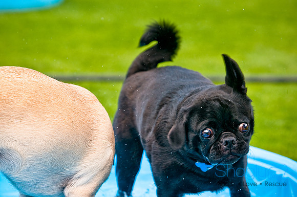 Dog Bowl 2010-88