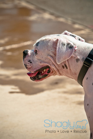 Wags and Waves-142