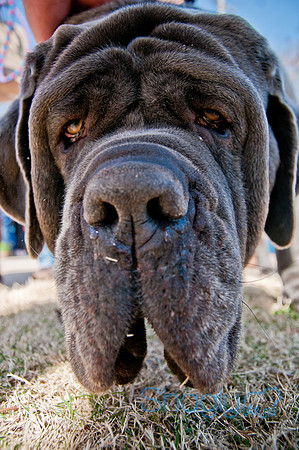 Krewe of Barkus 2011-153