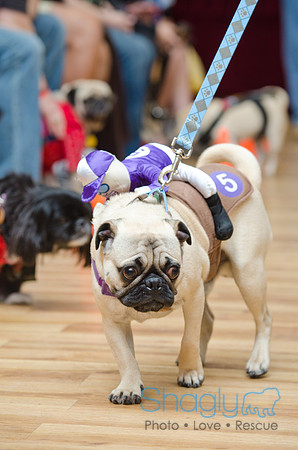 PugOween-53