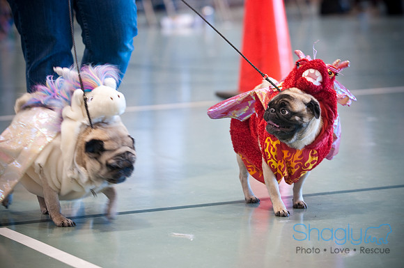 PugOWeen-3503