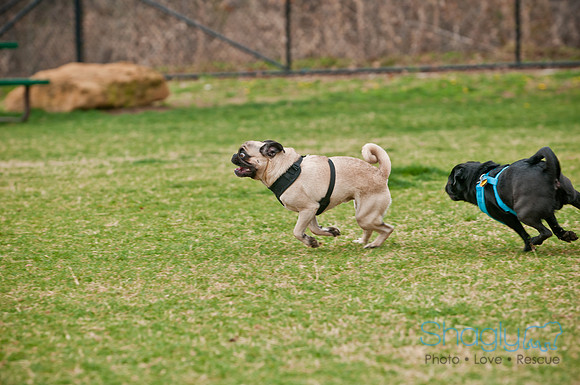 Pug Love Fun Run-132