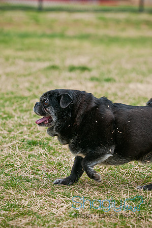 Pug Love Fun Run-200