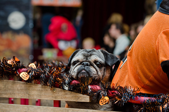 PugOween-223