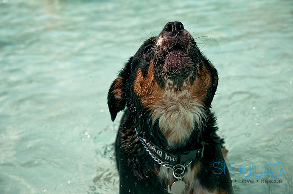 Wags and Waves-449