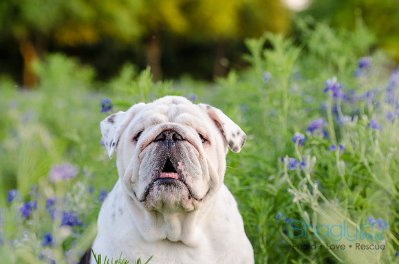 Bluebonnets Pug and Bulldog-52