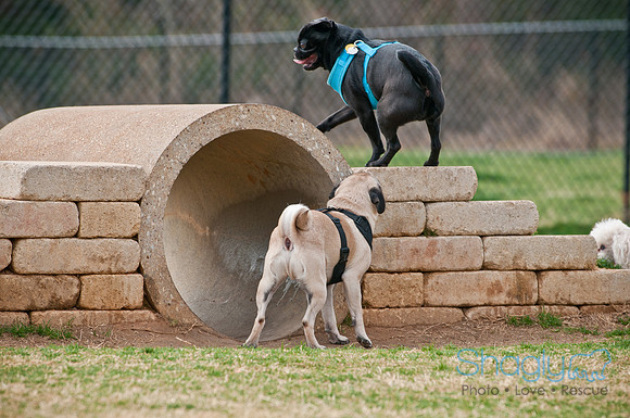 Pug Love Fun Run-139