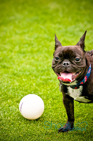 Dog Bowl 2010-60