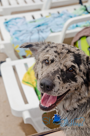 Wags and Waves 2011-270