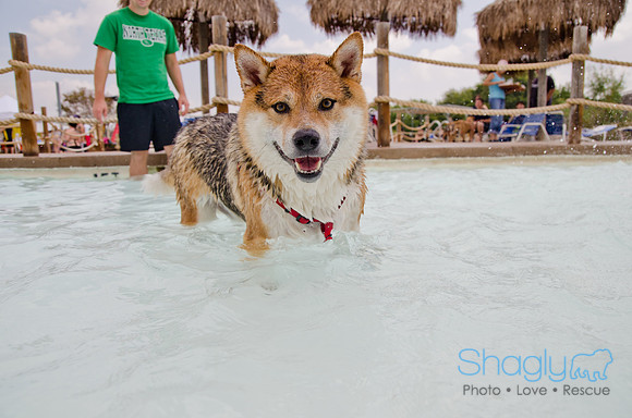 Wags and Waves 2011-214