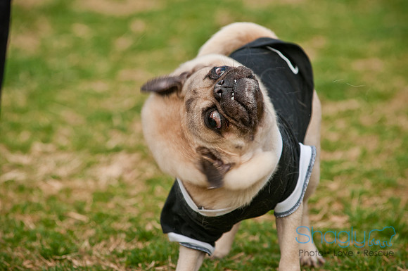 Pug Love Fun Run-146