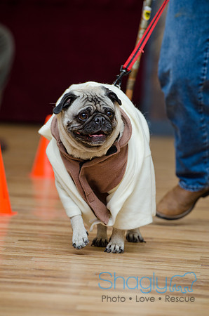 PugOween-127