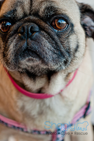 DFWpugrescue-liveattheboardingbugalow-7