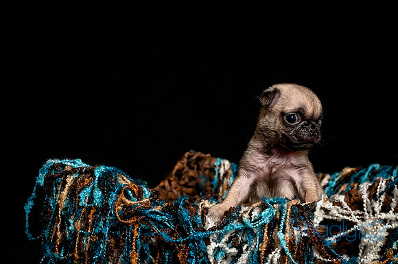 Baby Puggie Project-3