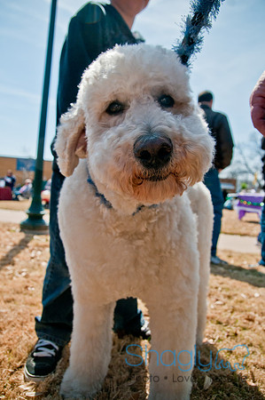 Krewe of Barkus 2011-11