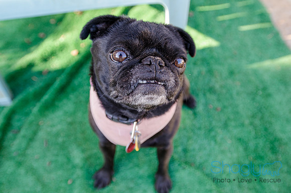 The Boarding Bungalo Pugs-20