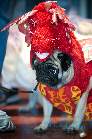 PugOWeen-3384