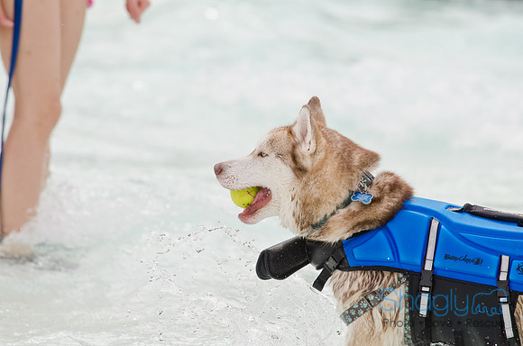 Wags and Waves 2011-160