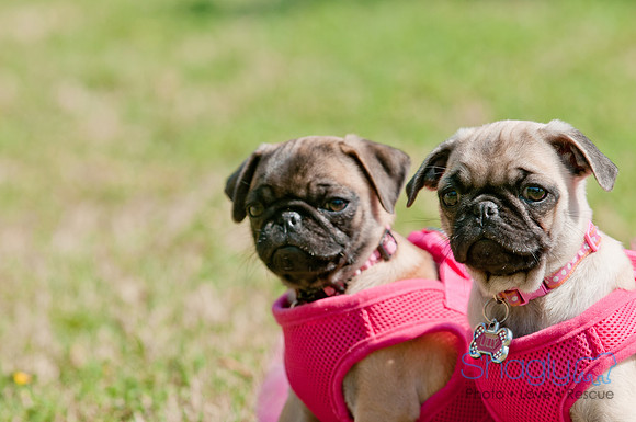 pugapalooza2011-2