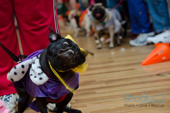 PugOween-239