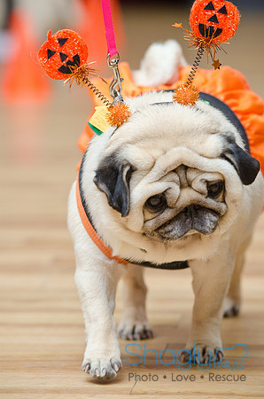 PugOween-88