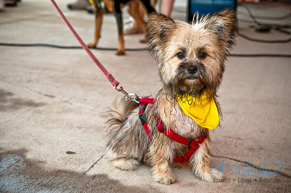 Wags and Waves-326