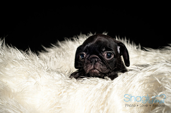 Baby Puggie Project-8