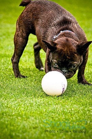 Dog Bowl 2010-61