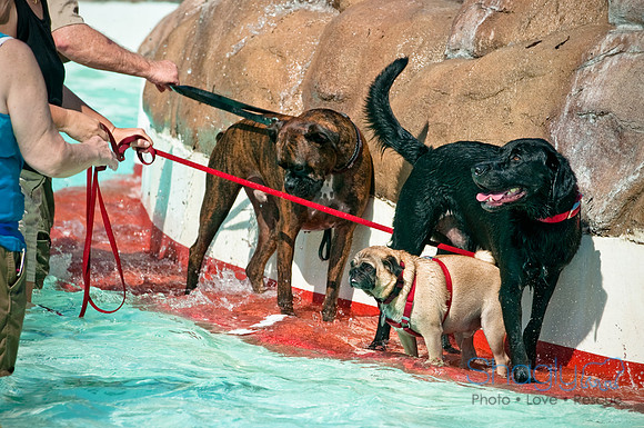 Wags and Waves-49