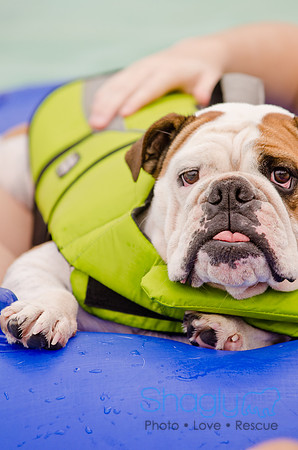 Wags and Waves 2011-109
