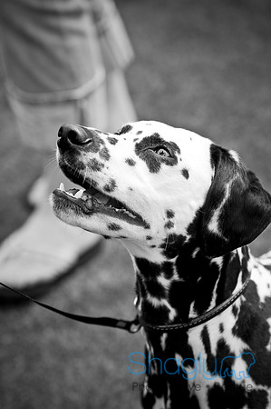 Dog Bowl 2010-69