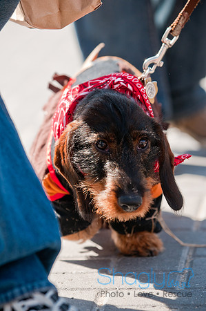 Krewe of Barkus 2011-138
