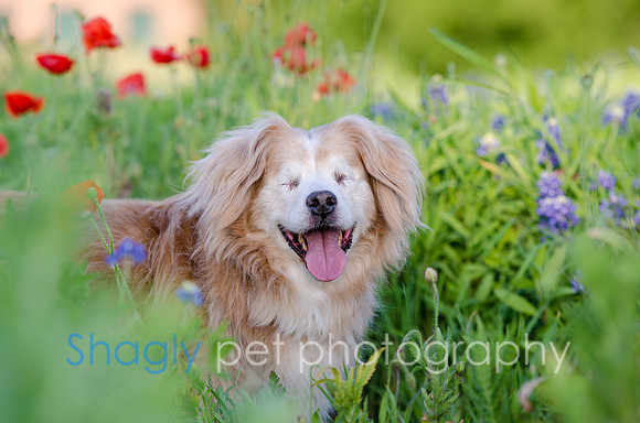 Bluebonnets Pug and Bulldog-11