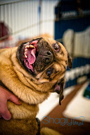 DFW Pug Rescue