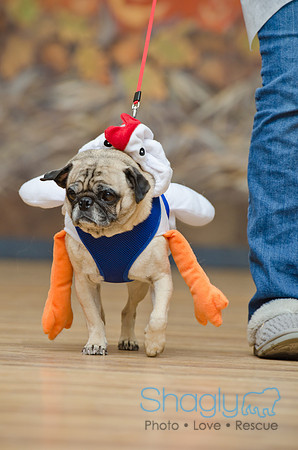 PugOween-33