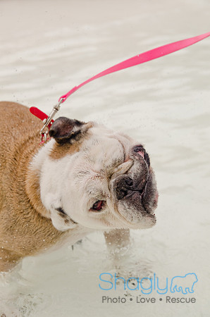 Wags and Waves 2011-316
