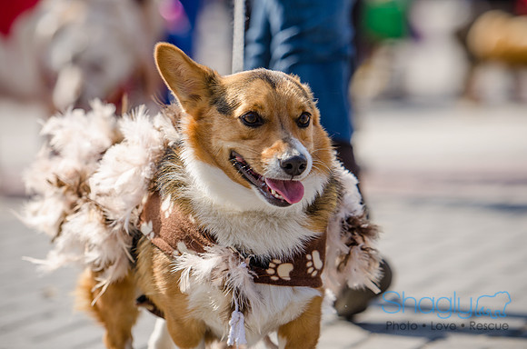 Krewe of Barkus 2012-196