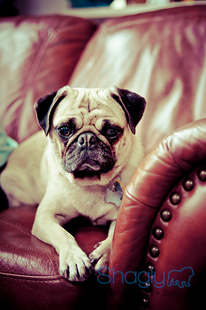 DFW Pug Rescue-134