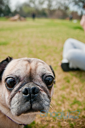 Pug Love Fun Run-258