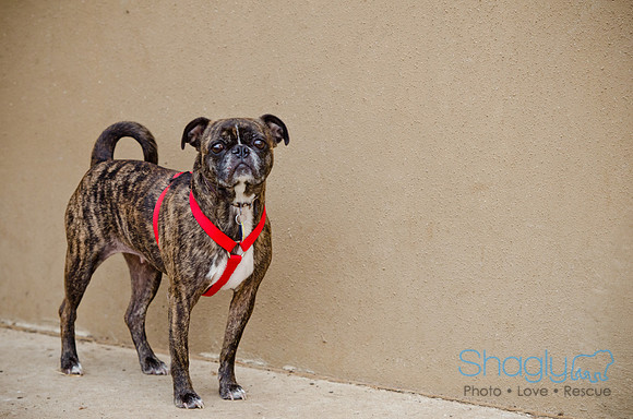 DFW Pug Rescue-The Boarding Bungalow-19