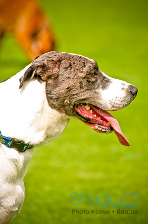 Dog Bowl 2010-92