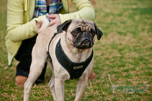 Pug Love Fun Run-148