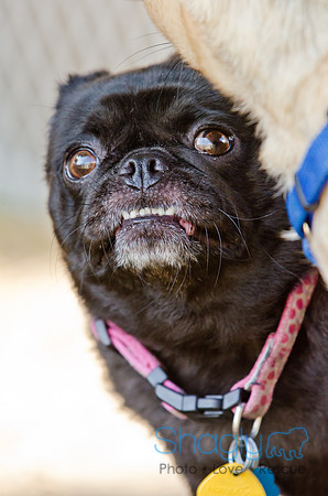 DFW Pug Rescue-Boarding Bunagalow-27