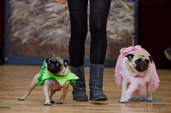 PugOween-194