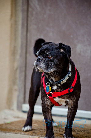DFW Pug Rescue-The Boarding Bungalow-16