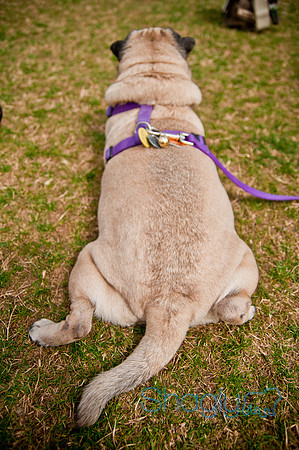 Pug Love Fun Run-249