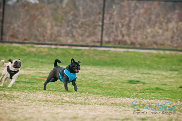 Pug Love Fun Run-88