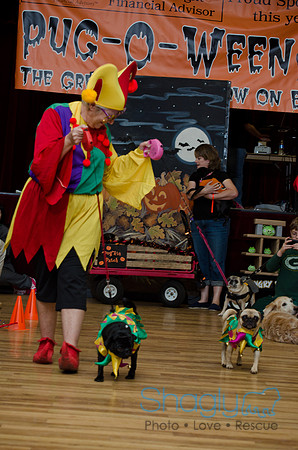 PugOween-230